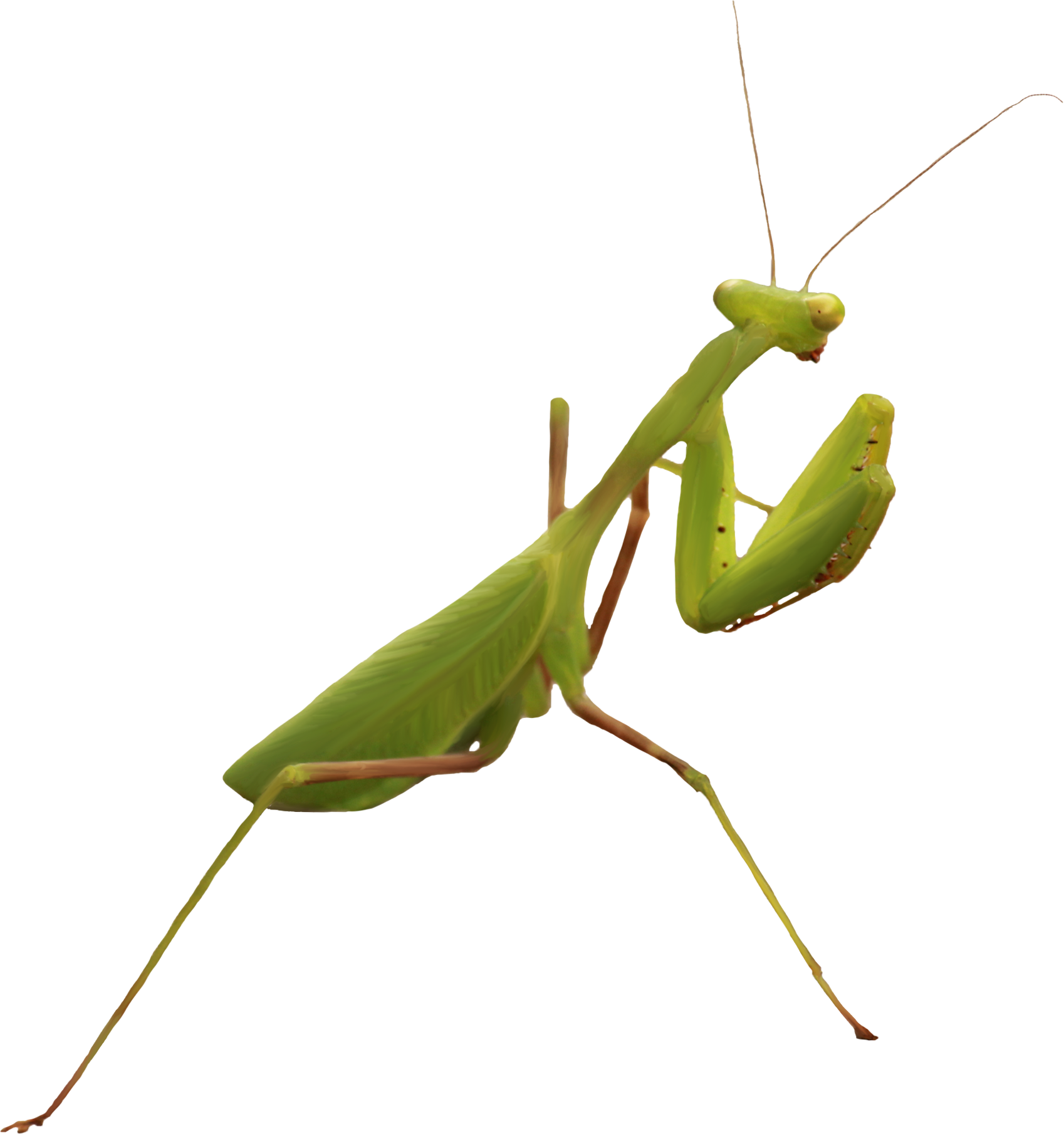 Mantis PNG Image