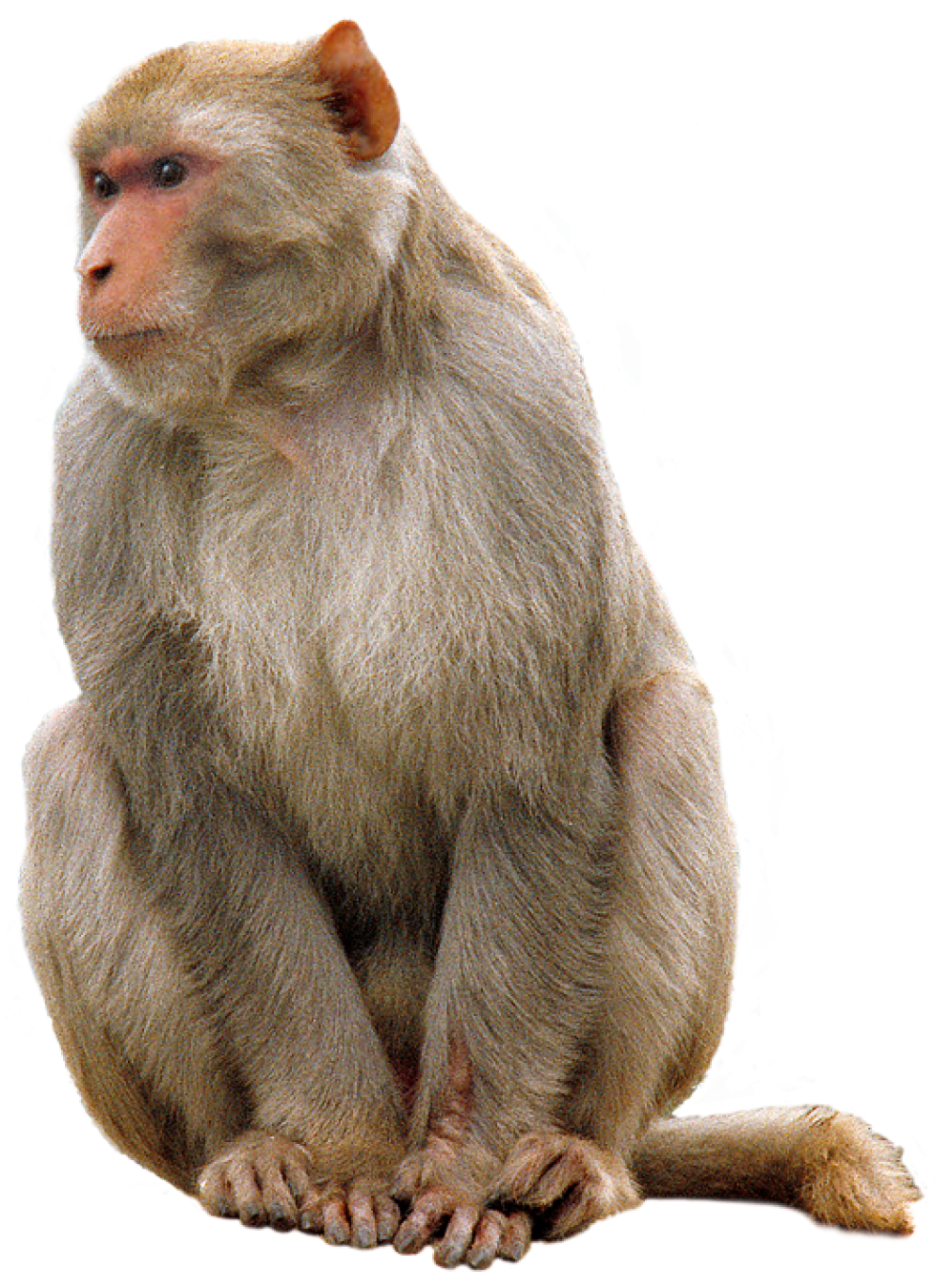 Monkey Png Picture PNG Image