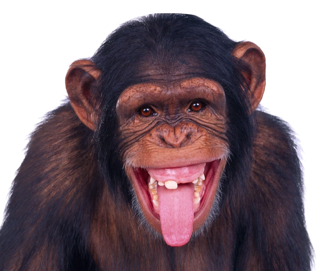 Monkey Chimpanzee Ape PNG Image High Quality PNG Image