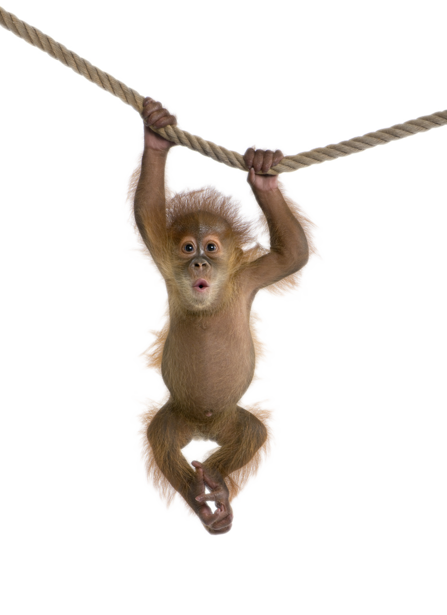 Monkey Free Download Png PNG Image