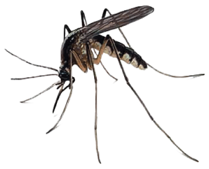 Mosquito Free Download Png PNG Image