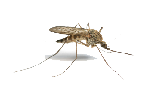 Mosquito Png Image PNG Image