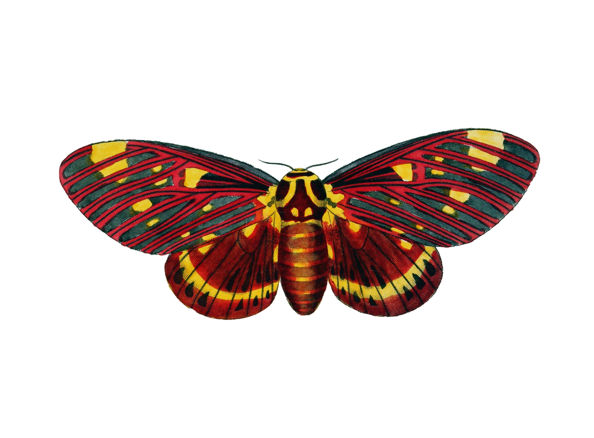 Moth PNG Image
