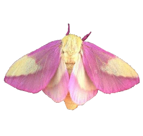Moth PNG Image