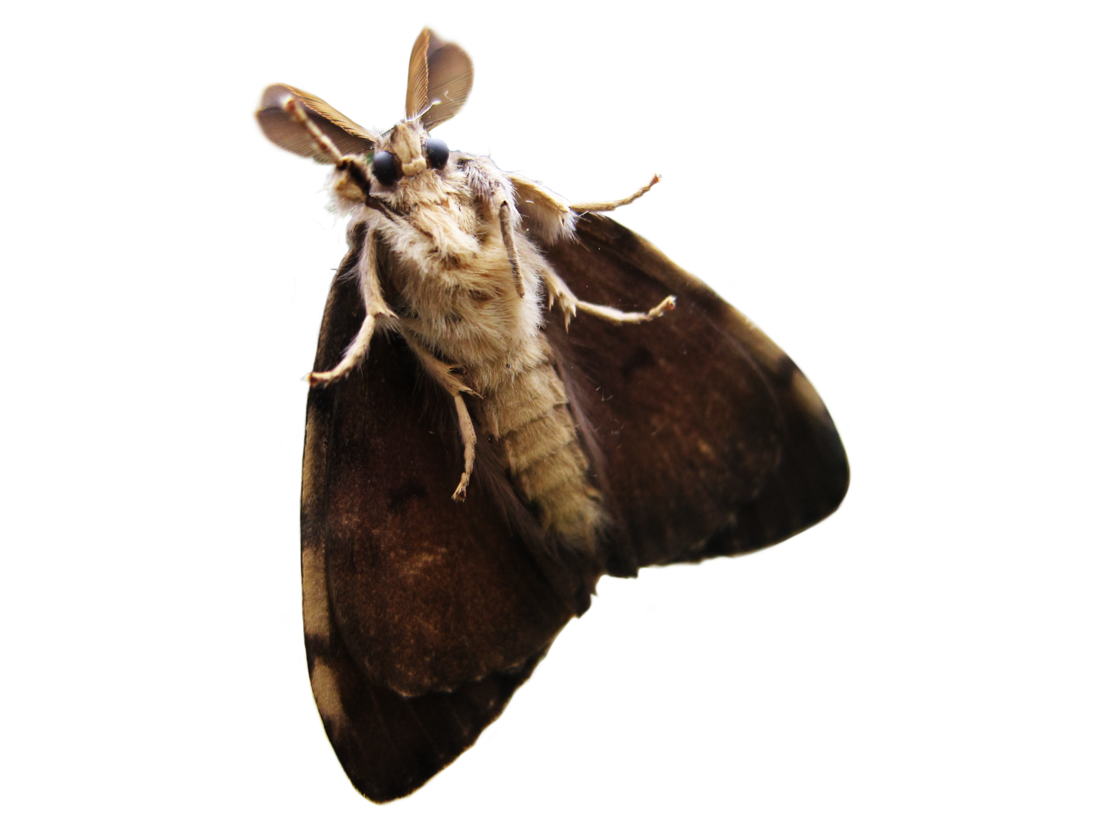 Moth PNG Image