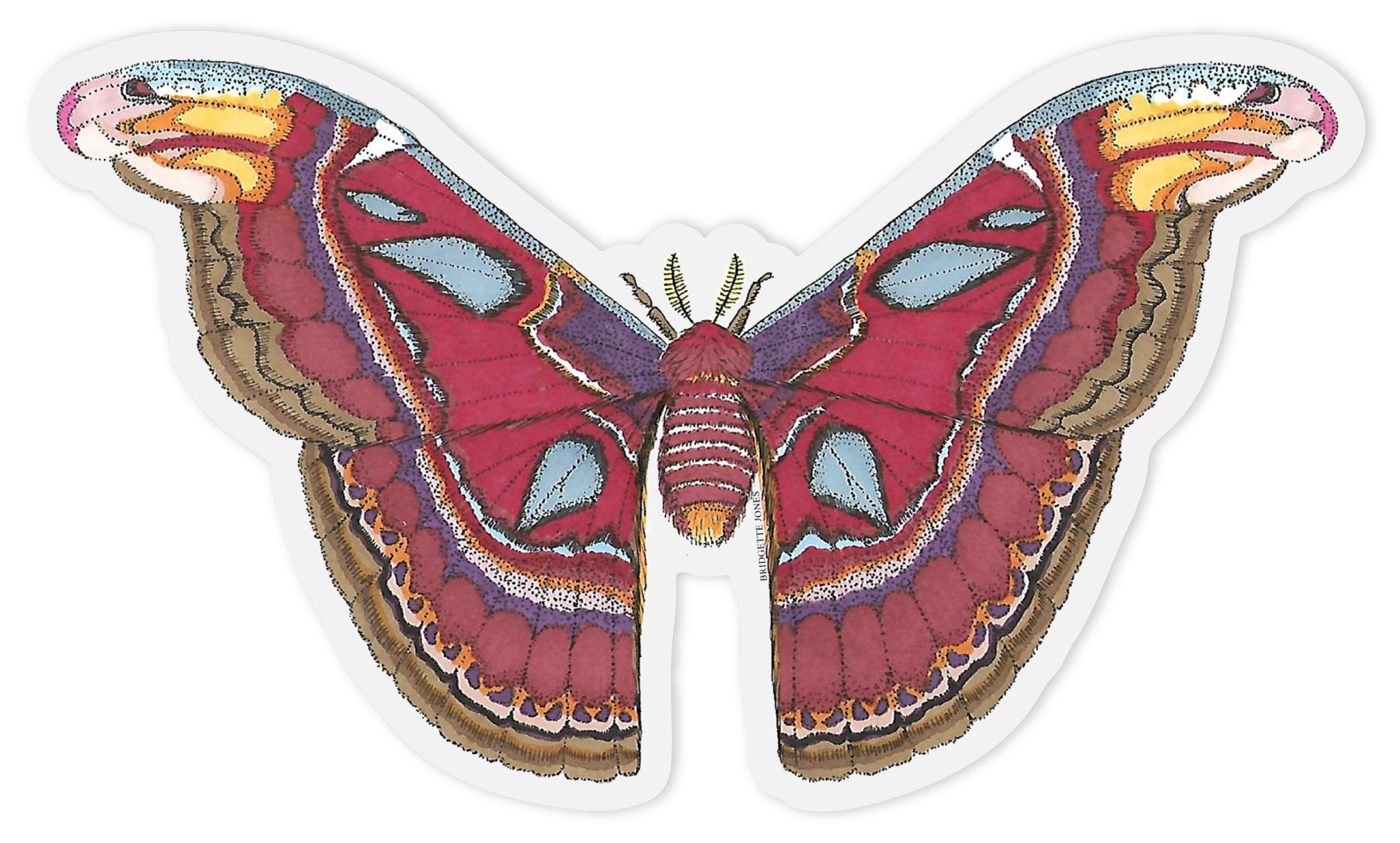 Moth PNG Image
