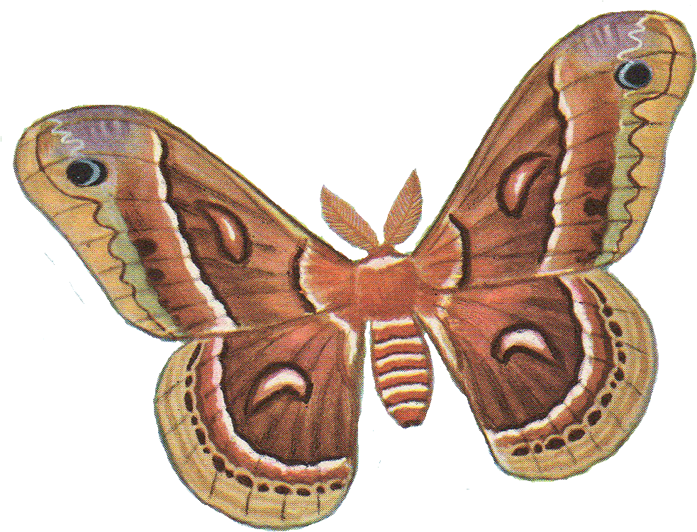 Moth PNG Image