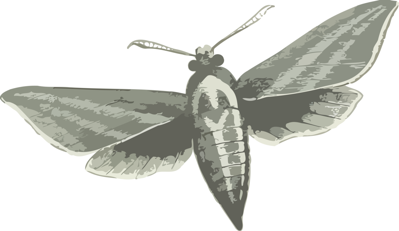 Moth PNG Image