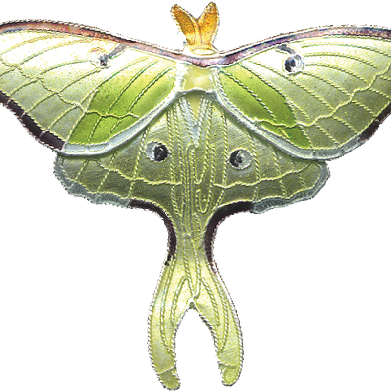 Moth PNG Image