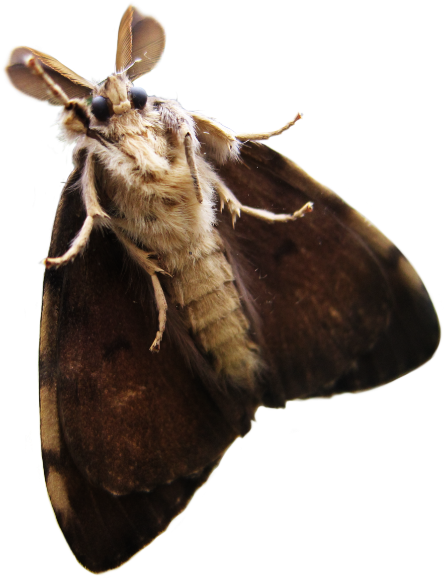 Moth PNG Image