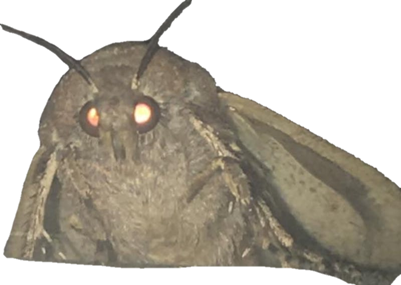 Moth PNG Image