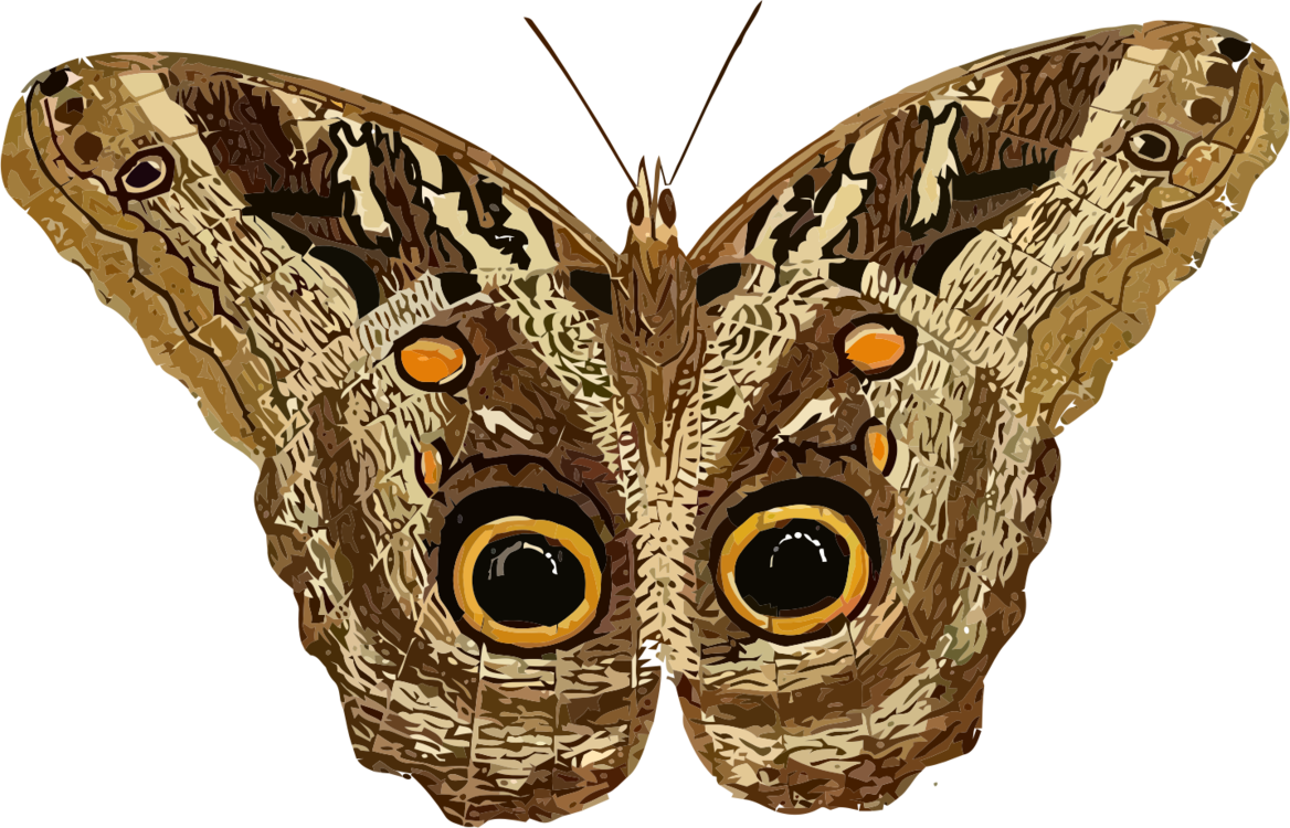 Moth PNG Image