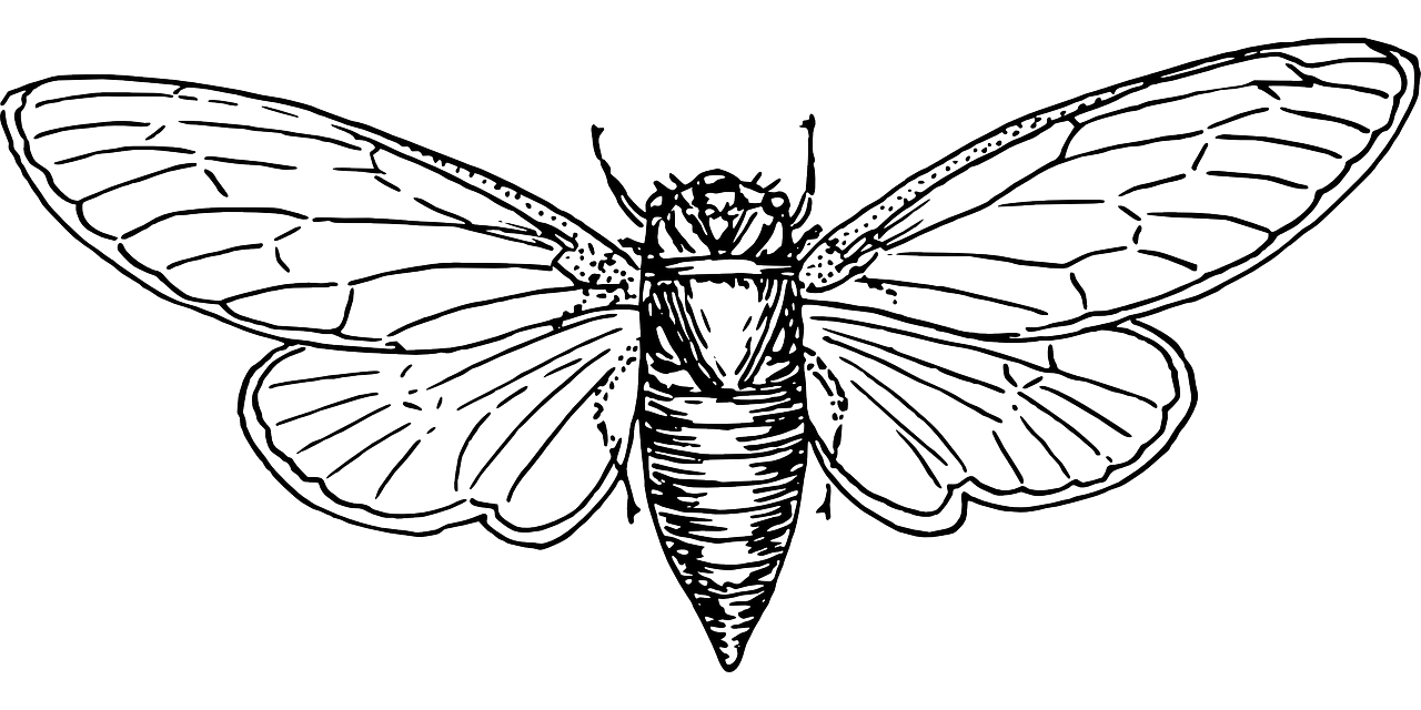 Moth PNG Image