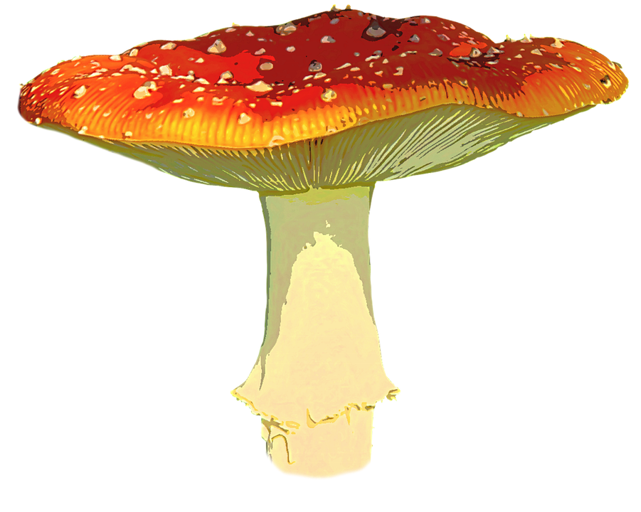 Amanita Muscaria Transparent Image PNG Image