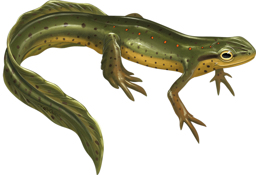 Newt PNG Image