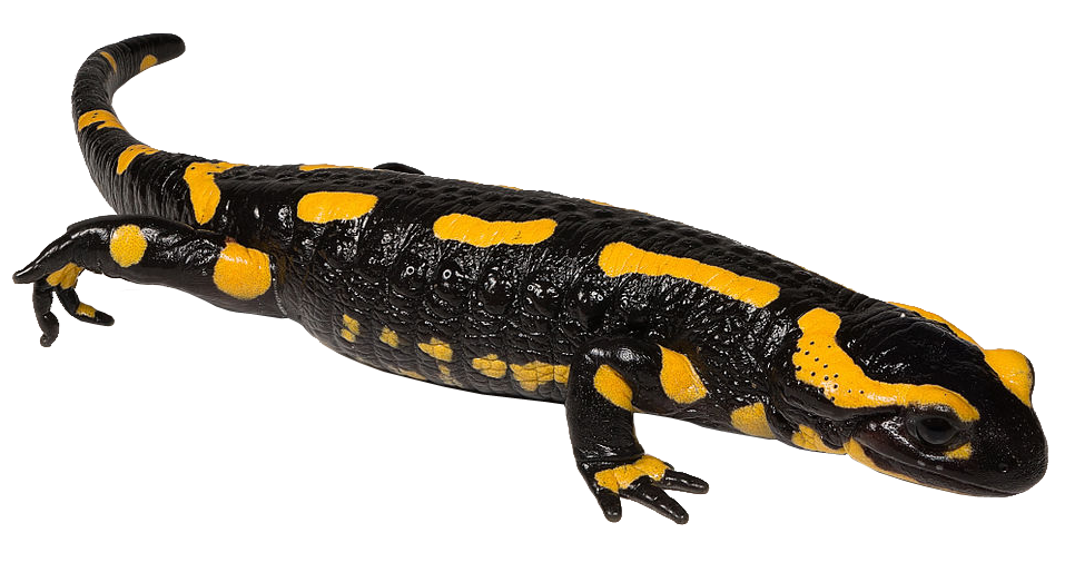 Newt PNG Image