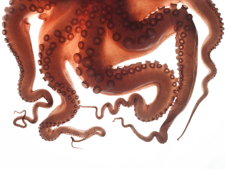 Octopus Tentacles PNG Download Free PNG Image