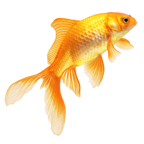 Goldfish Free Transparent Image HD PNG Image