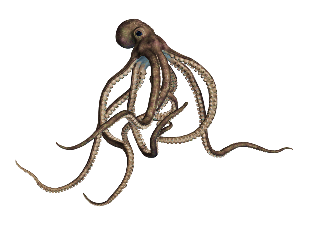 Octopus Transparent PNG Image