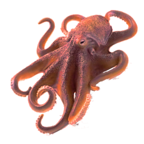Octopus Free Png Image PNG Image