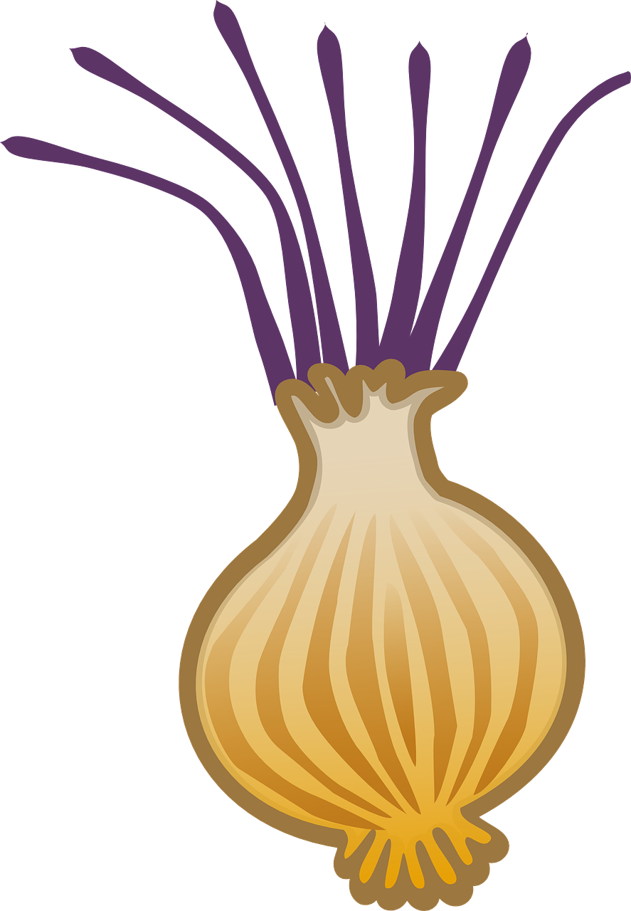 Brown Vector Onion Free Download PNG HD PNG Image