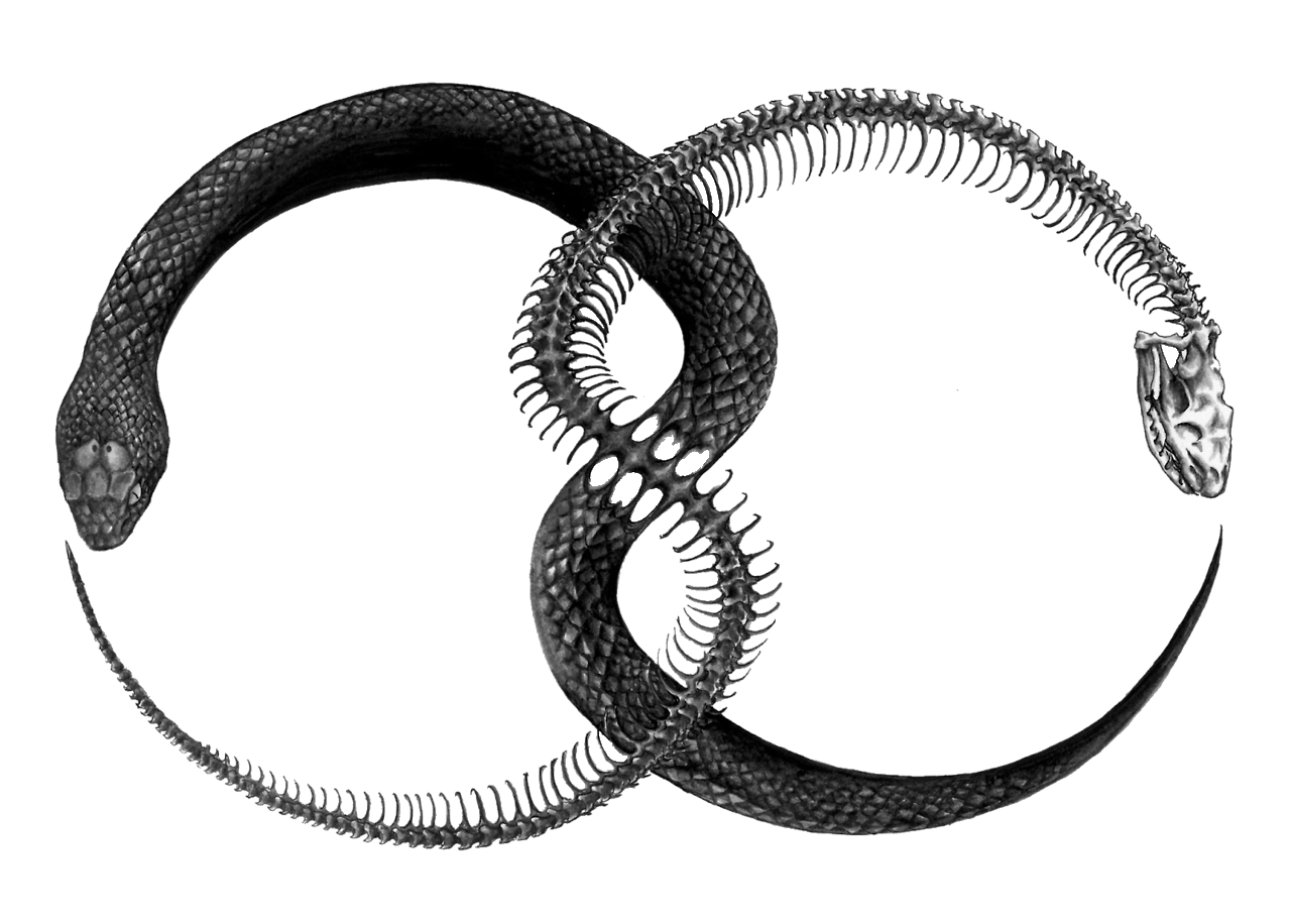 Images Tattoo Symbol Ouroboros Transparent PNG Download Free PNG Image