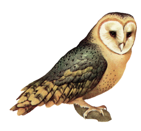 Owl High-Quality Png PNG Image