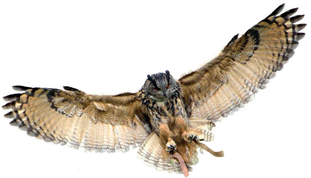 Owl Transparent Background PNG Image
