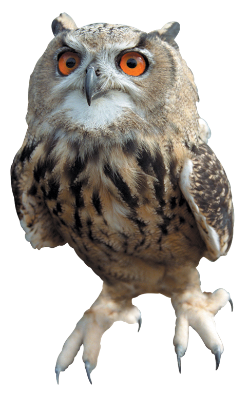 Owl Free Download Png PNG Image