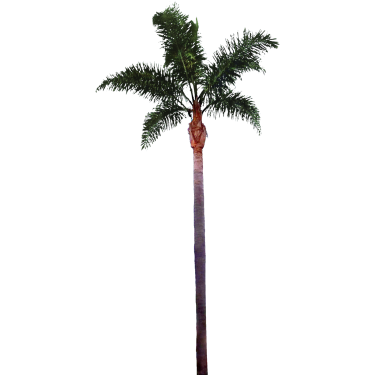 Palm Tree Png File PNG Image