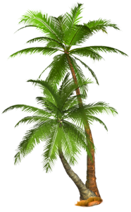 Palm Tree Png Hd PNG Image