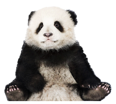 Panda PNG Image