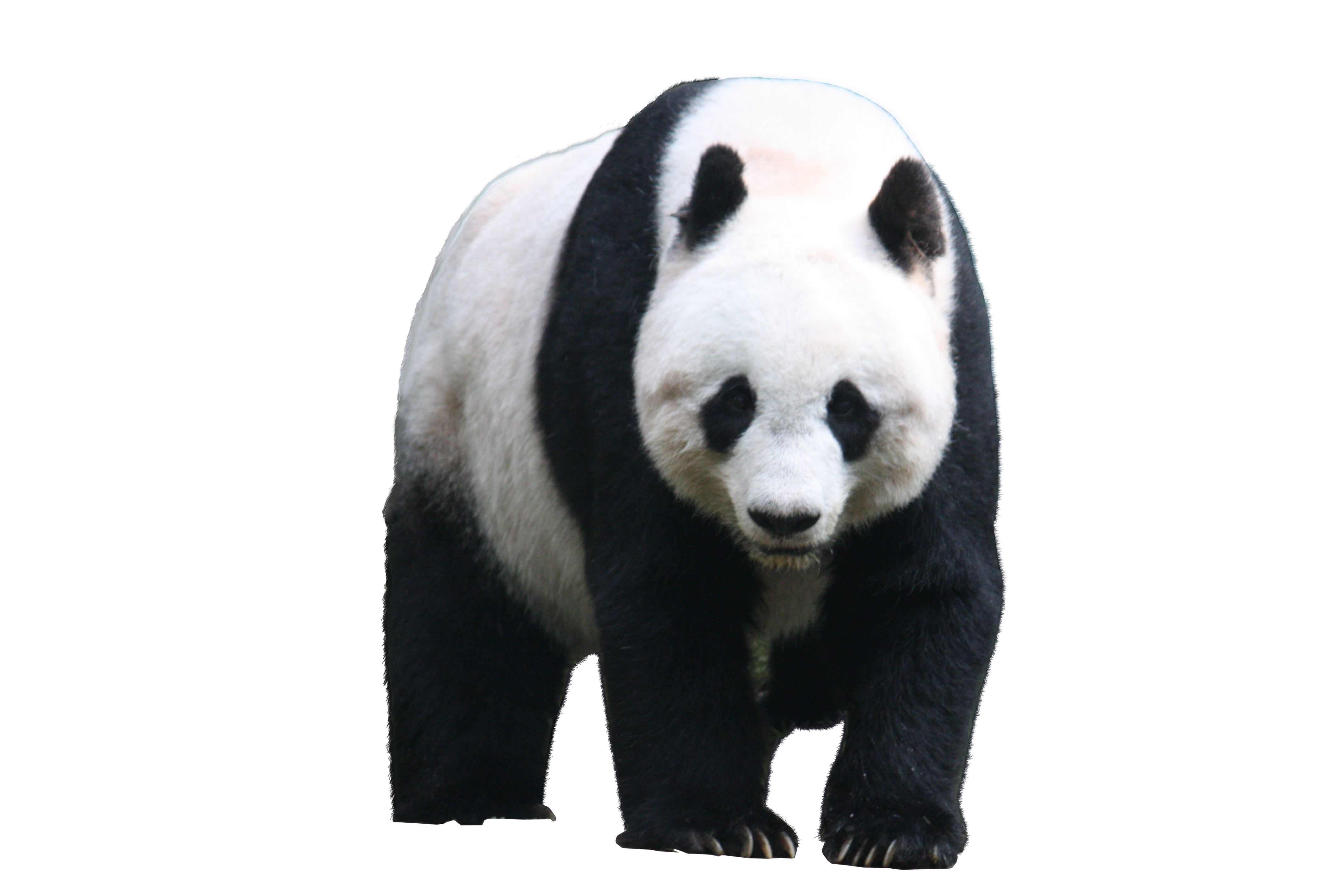 Panda PNG Image