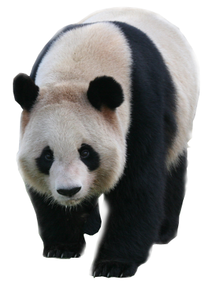 Panda PNG Image
