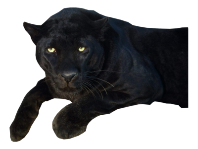 Panther Transparent PNG Image