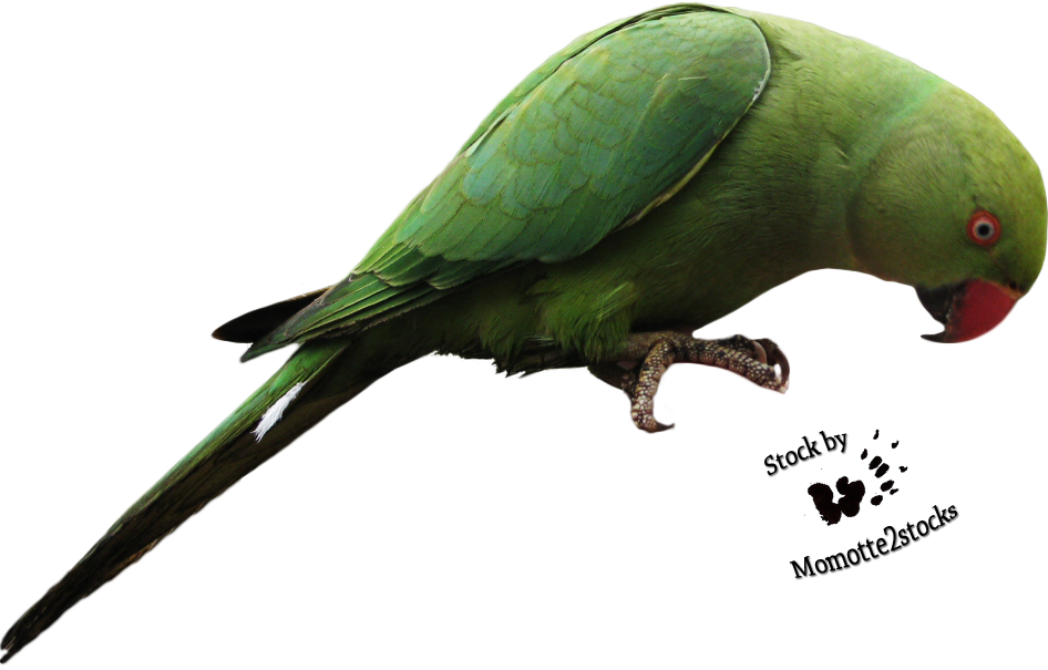 Parrot Transparent PNG Image