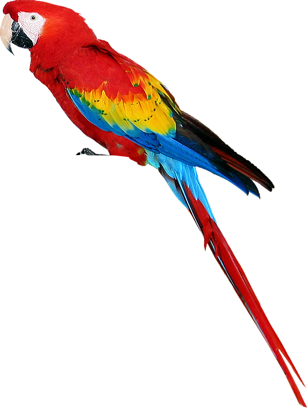Parrot Free Png Image PNG Image