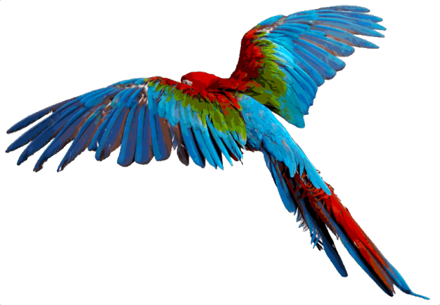 Flying Parrot Transparent Background PNG Image