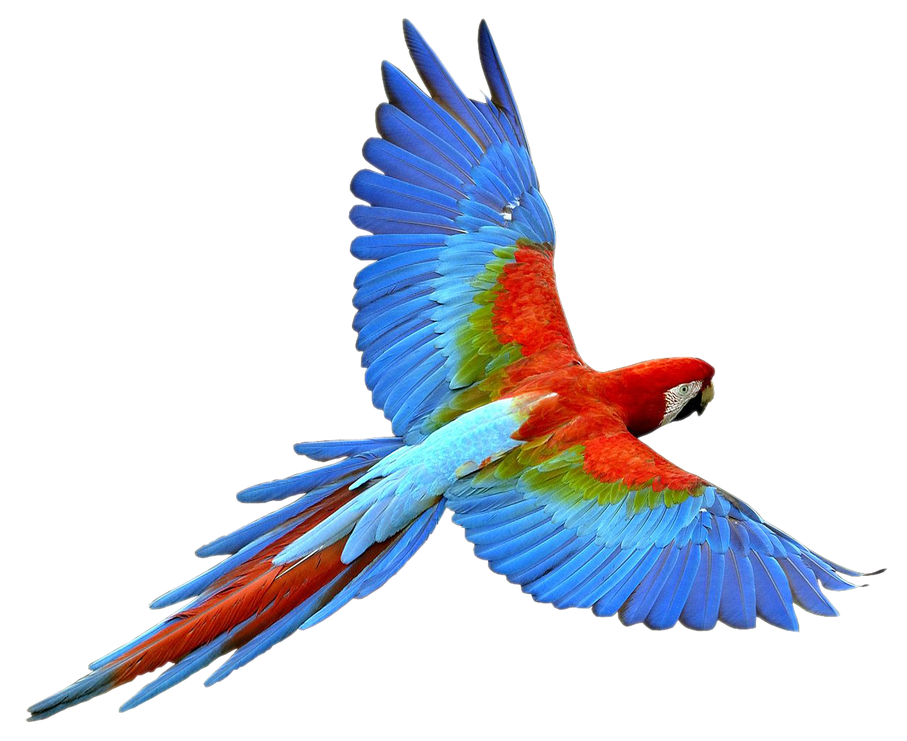 Flying Parrot Transparent Image PNG Image