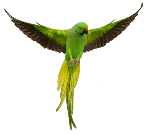 Parrot Download Png PNG Image