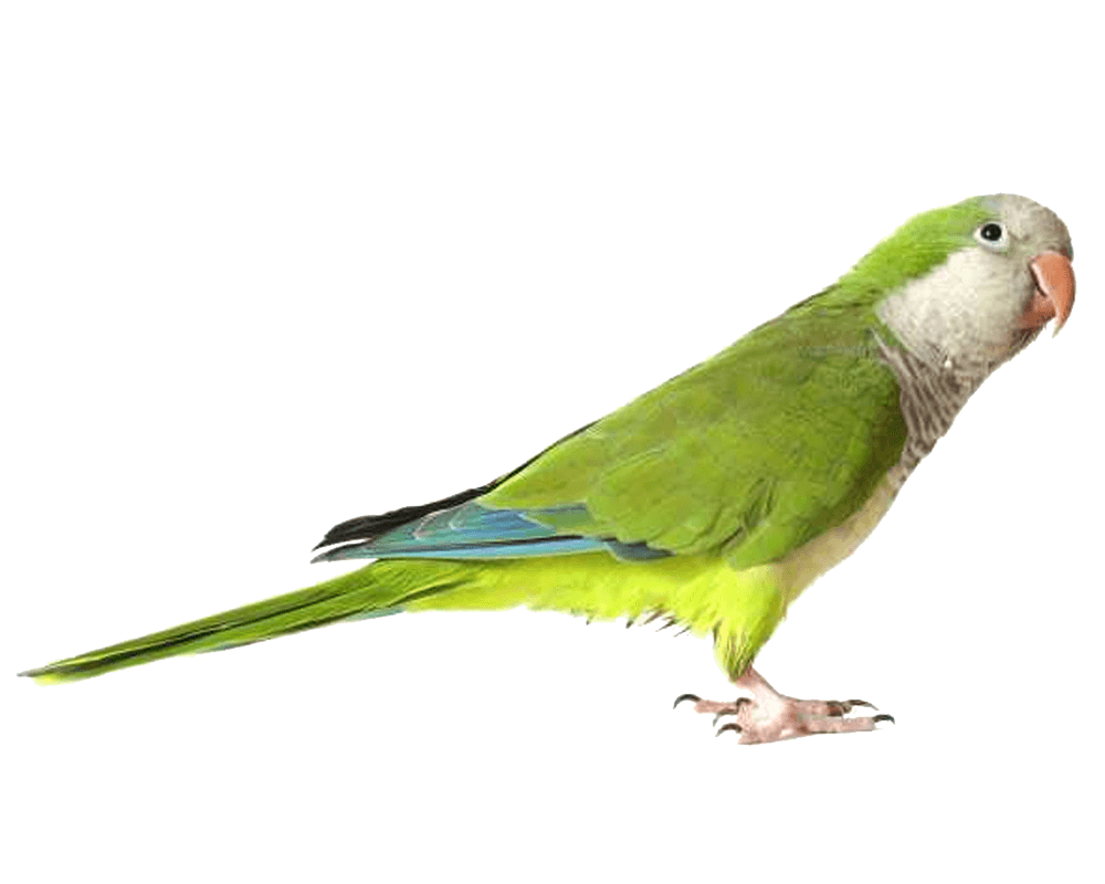 Green Parrot Png Images Download PNG Image