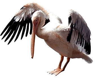 Pelican Transparent PNG Image