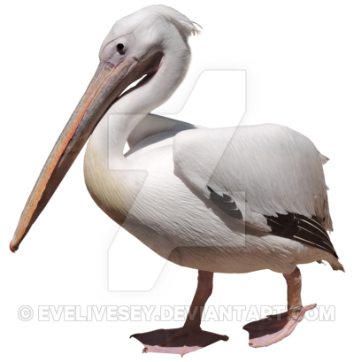 Pelican Png Picture PNG Image