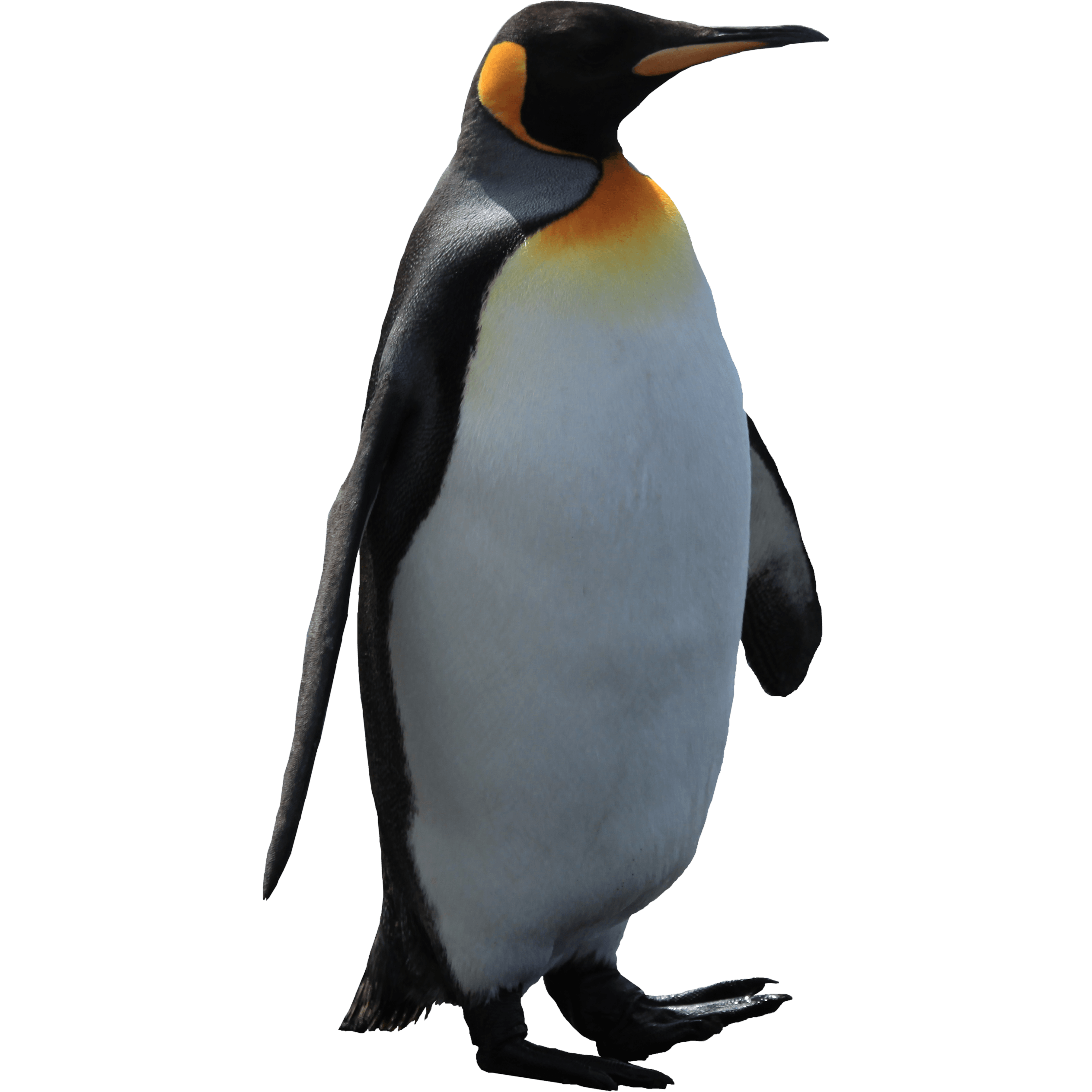 Imperator Penguin Png Image PNG Image