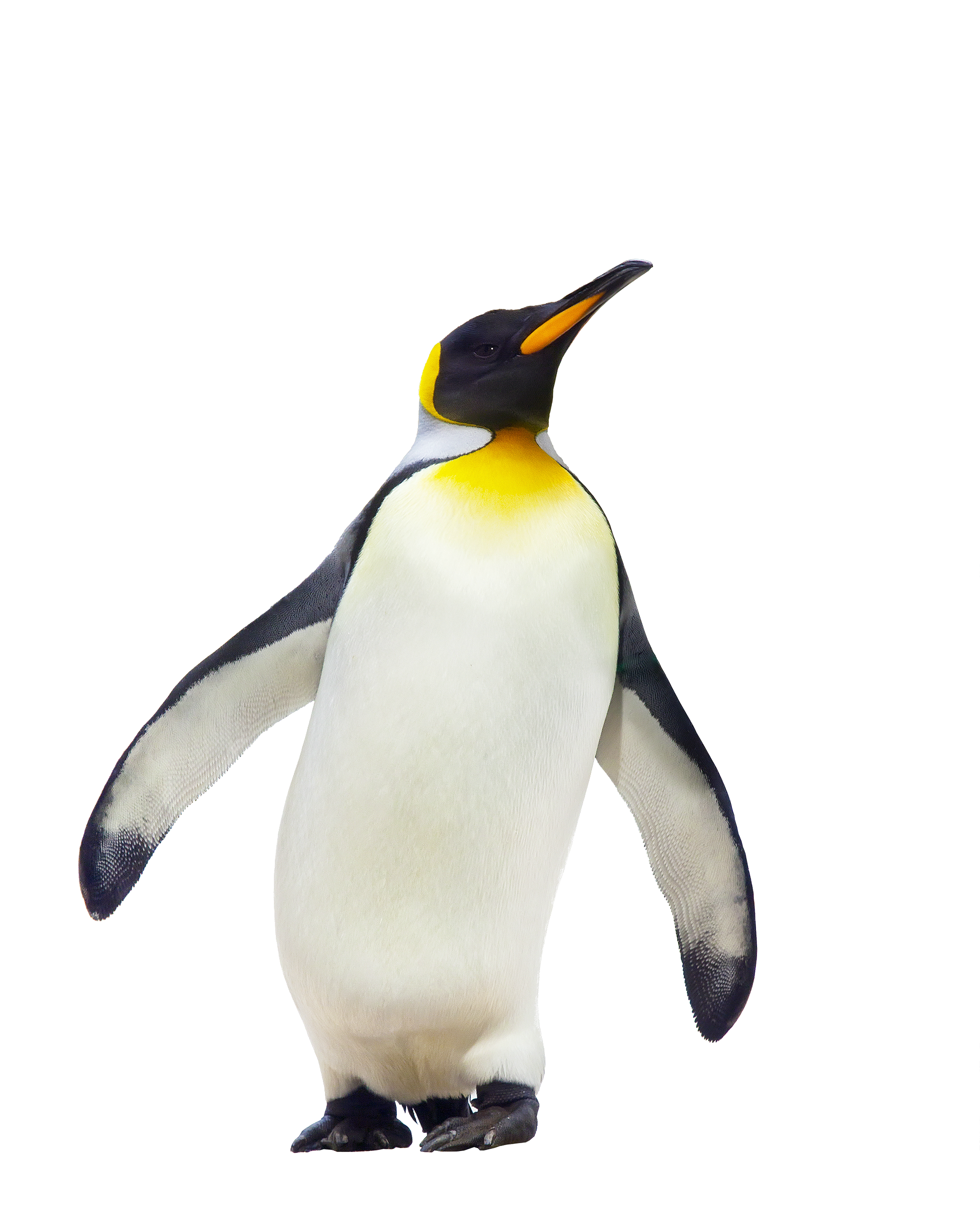 Download Download Penguin Free Download Png HQ PNG Image | FreePNGImg