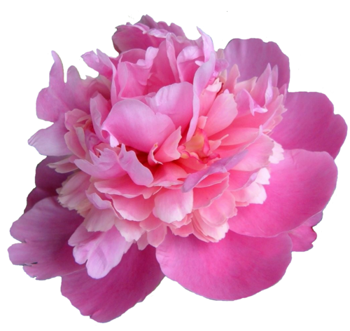 Peonies Transparent Picture PNG Image