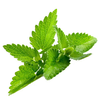 Pepermint PNG Image