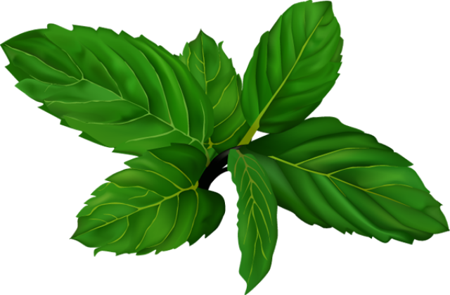 Mint PNG Image