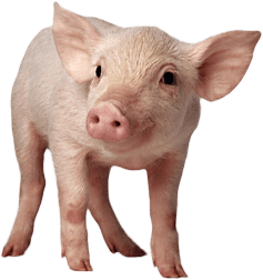 Pig Png Image PNG Image
