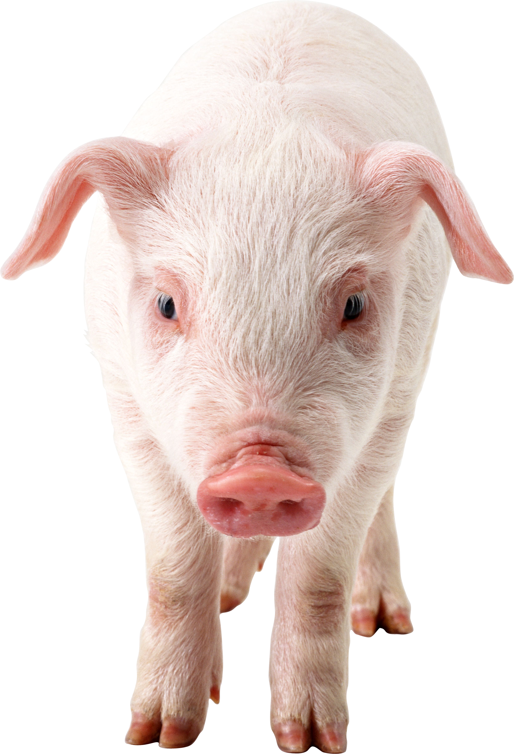 Pig Png Clipart PNG Image